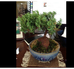 Love it- hate it! While I love the bonsai, it falls apart when