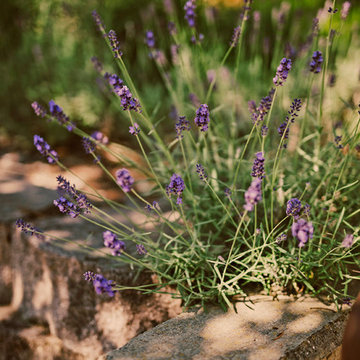 Lavender and Retaining Wall