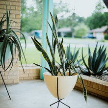 Plants