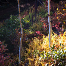 Shade Garden Ideas