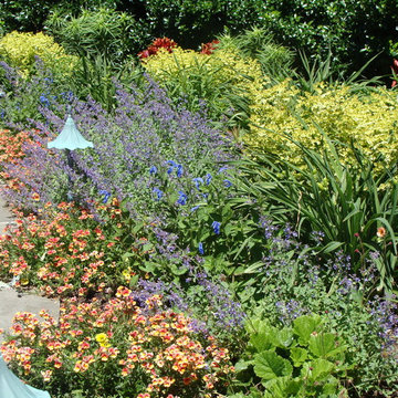 Summer poolside garden with Nemesia, Nepeta, Euphorbia & Asiatic Lilies