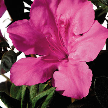 Encore Azalea Autumn Sangria™