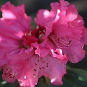 Francesca Kurnick's photo