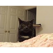 Carol Kologinsky's photo