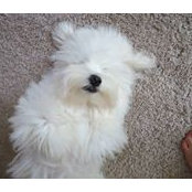 Toby Morey's photo