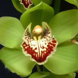 orchids - Products