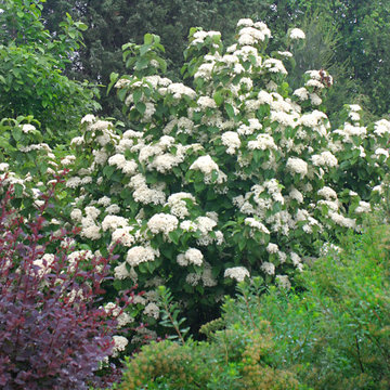 Cardinal Candy™ Viburnum