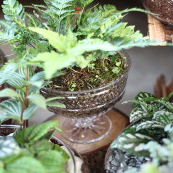 Jungle Bowl : Pteris Fern - Plants