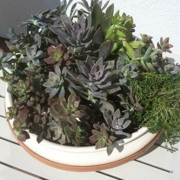 Fairy Gardens, Terrariums & Succulents