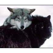 Dot Schweinsberg's photo