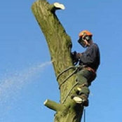 Fairington Tree Surgery's photo