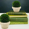 Preserved Boxwood Ball Topiary in a Pot, 5.5" Boxwood Ball