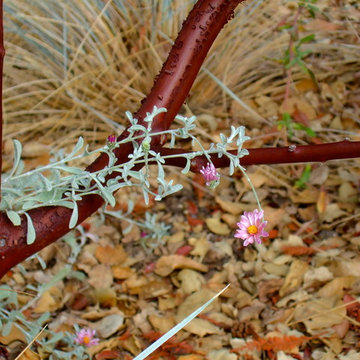 Colorful California Native Habitat