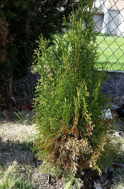 Arborvitaes turning brown