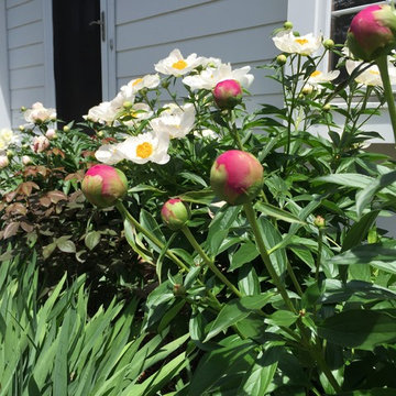 Cut Flowers and Perennial Gardens
