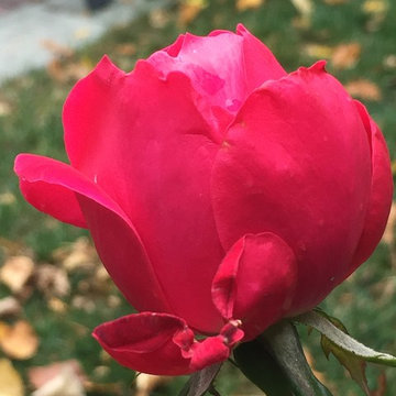 Cut Flowers and Perennial Gardens