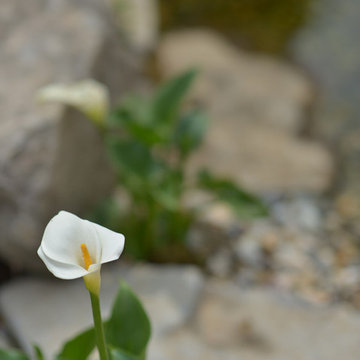 池とせせらぎのある暮らし|へーベルハウス雑木の庭の作り方