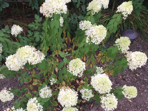 Limelight hydrangea have yellow leaves