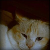 Meow Piko's photo