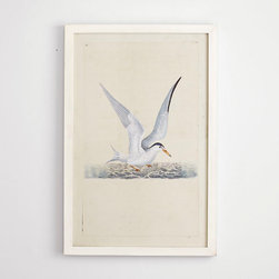 Aquatic Bird Print - White Tern - Artwork