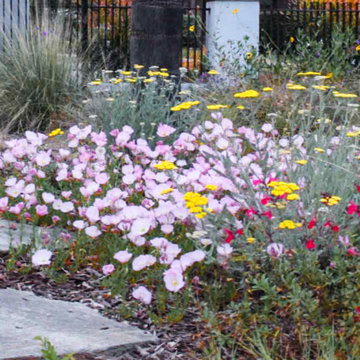 Superbloom Preplanned California Wildflower Garden