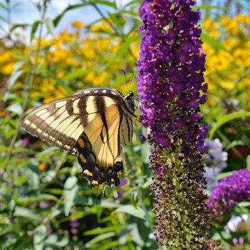 Garden Granduer