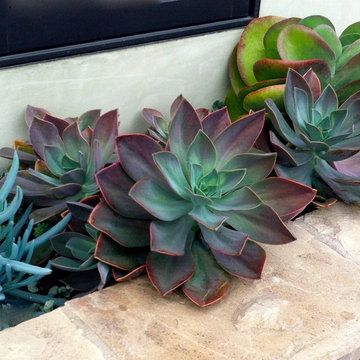 Succulents