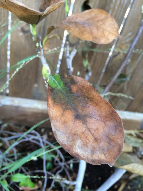 Pink Dwarf Magnolia leaves turn brown