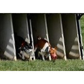 Lisa Voss's photo