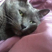 Alison Wirth Bullaro's photo
