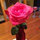 meredith_woods_nelson