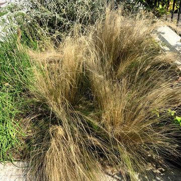 giardino con una disposizione delle piante " new perennial movement"