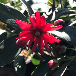 Current Featured Plants - Products