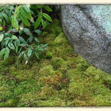 The Plants