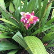 Ringo Scowcroft's photo