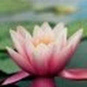 Irene Fischer's photo