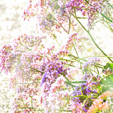 Color! All Drought Tolerant!