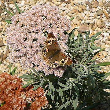 Eriogonum arborescens