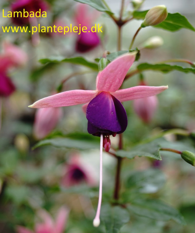 Fuchsia liste 2020 (her ses fotos af en mindre del af de fuchsia vi producere)