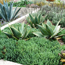 Front Garden bed