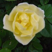Nancy Koone Gilberts billede