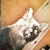 Foto von Espresso Melody