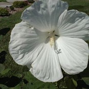Cita Summers's photo