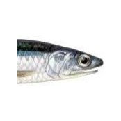 Carlotta Bettanini's photo