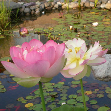 Water Features