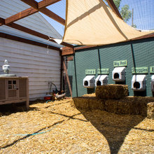 Chicken Coop