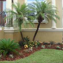 Palm Trees
