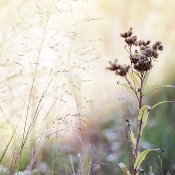 Bring Nature Near: National Park Service