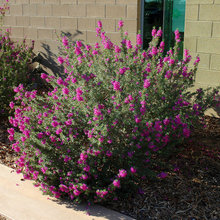 plants and shrubs