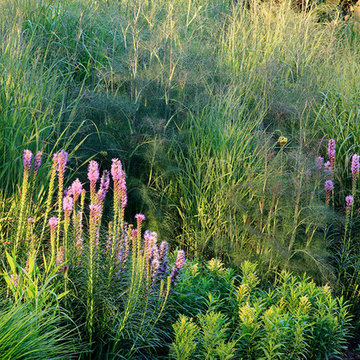 Neighbor's Pool and Rain Garden
